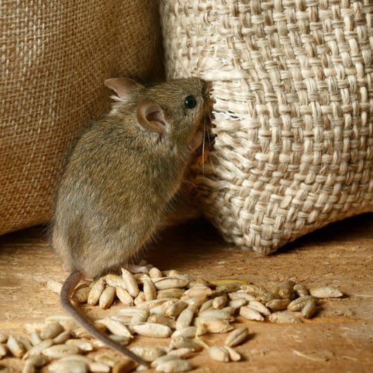 How to Store Food to Avoid Attracting Rodents