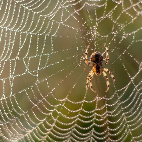 Spiders in Virginia: Which Types You’ll Find