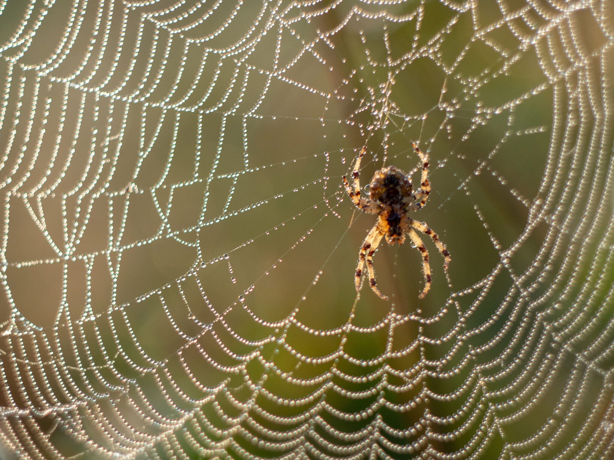 Barn Spider Control Services - Barn Spider Exterminators