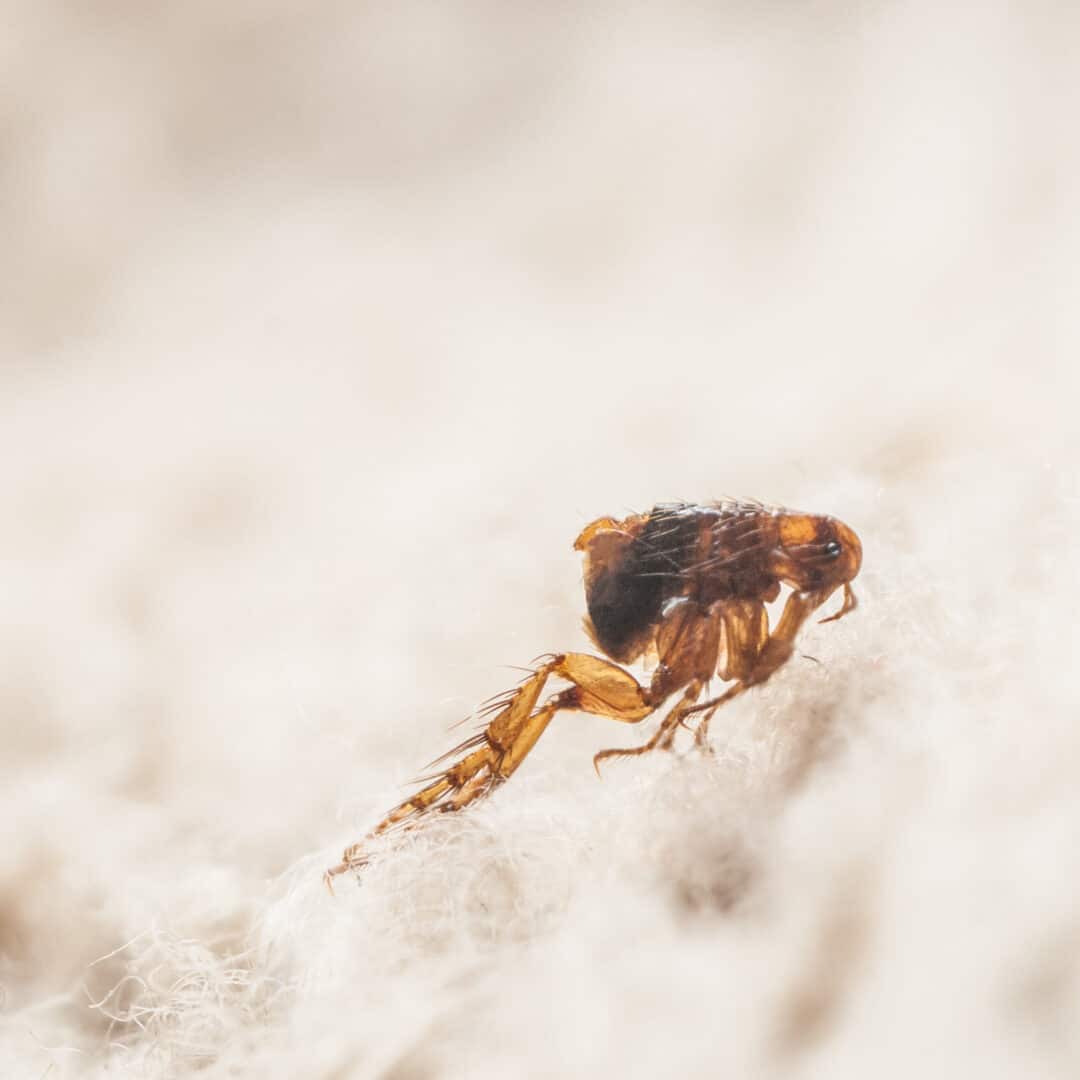 What Do Fleas Do in the Winter? · ExtermPRO