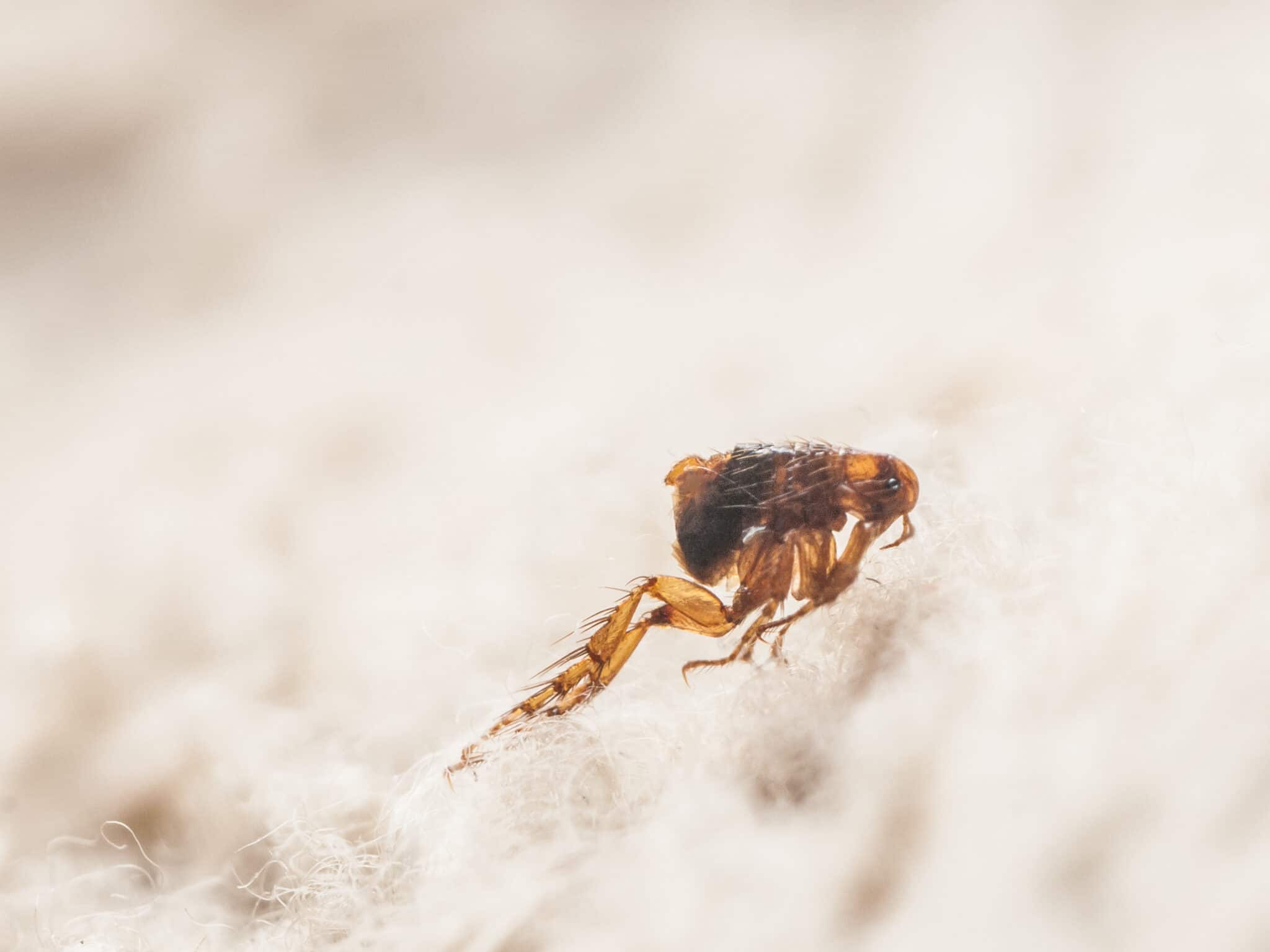 What Do Fleas Do in the Winter? · ExtermPRO
