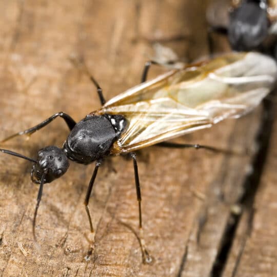 Ant Spotlight: Flying Ants