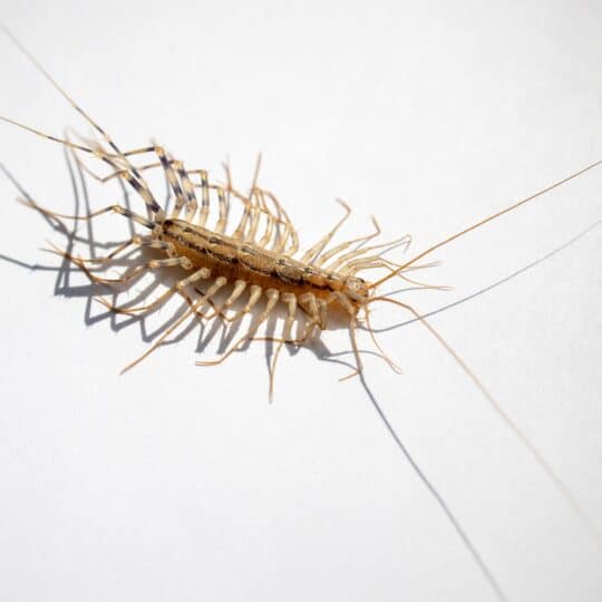 What You Need to Know About House Centipedes in Gainesville, VA