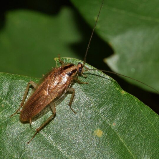 Types of Cockroaches in the Gainesville, VA Area