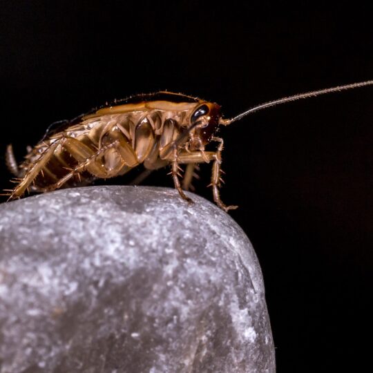 How to Tell If You Have Cockroaches in Gainesville, VA