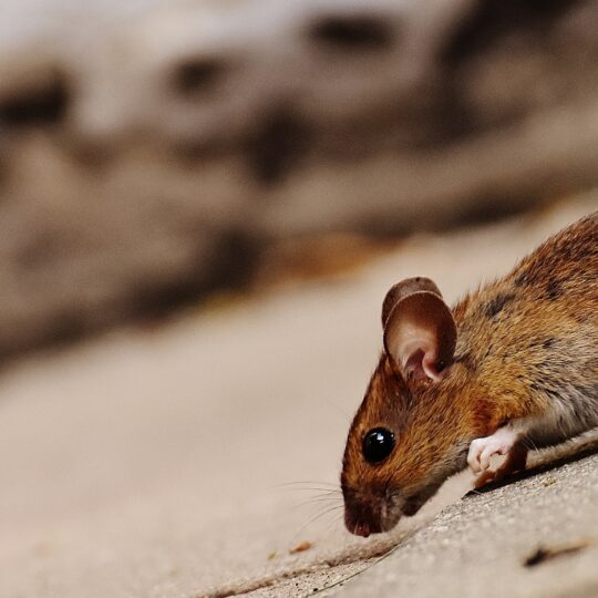 Mice vs Rats – Different Pests With Similar Behaviors