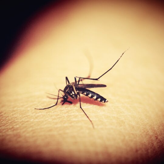 Mosquito Treatment in Manassas, VA with ExtermPRO