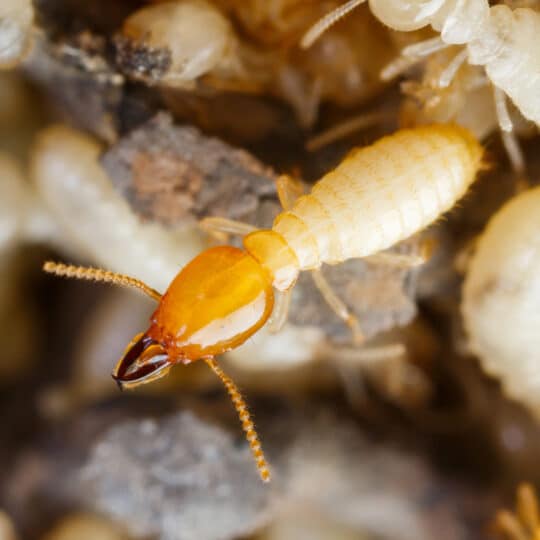 Distinguishing Flying Termites from Flying Ants
