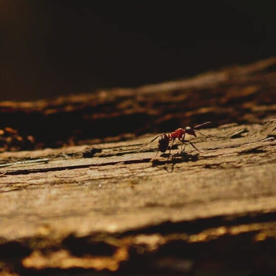 What Attracts Ants to Homes in Gainesville