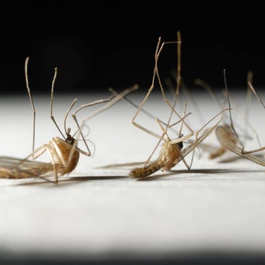 Effective Treatments for Mosquitoes in Centreville, VA