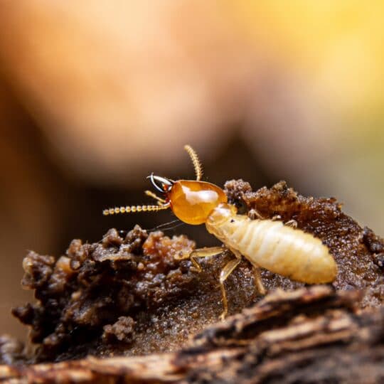 Does DIY Termite Control Work?