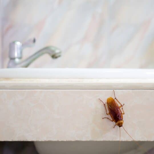 Pest Signs to Watch Out for When Apartment Hunting in Northern Virginia