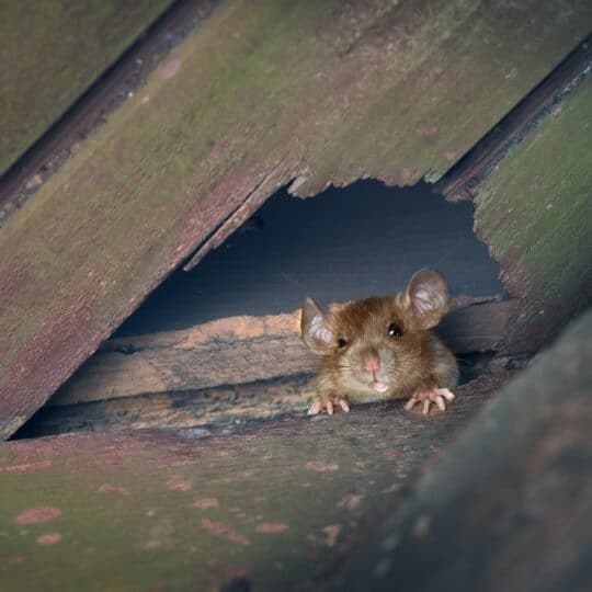 Does the Presence of a Rat in Your Garage Always Mean an Infestation?