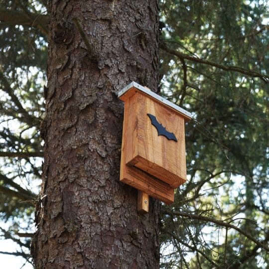 Will a Bat House Get Rid of Mosquitoes in My Yard?