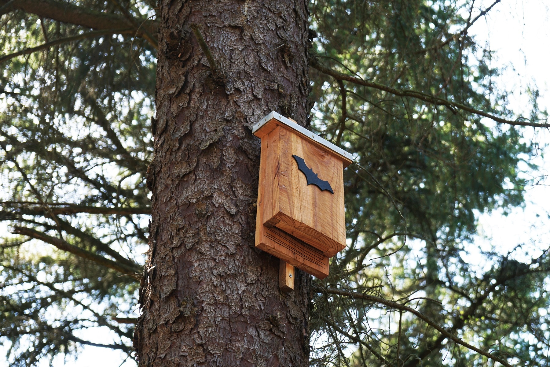 Will a Bat House Get Rid of Mosquitoes in My Yard? · ExtermPRO