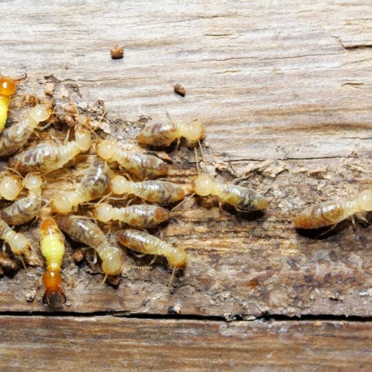 Preparing for Termite Swarmers