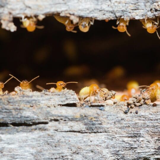 How Do Termite Baits Work?
