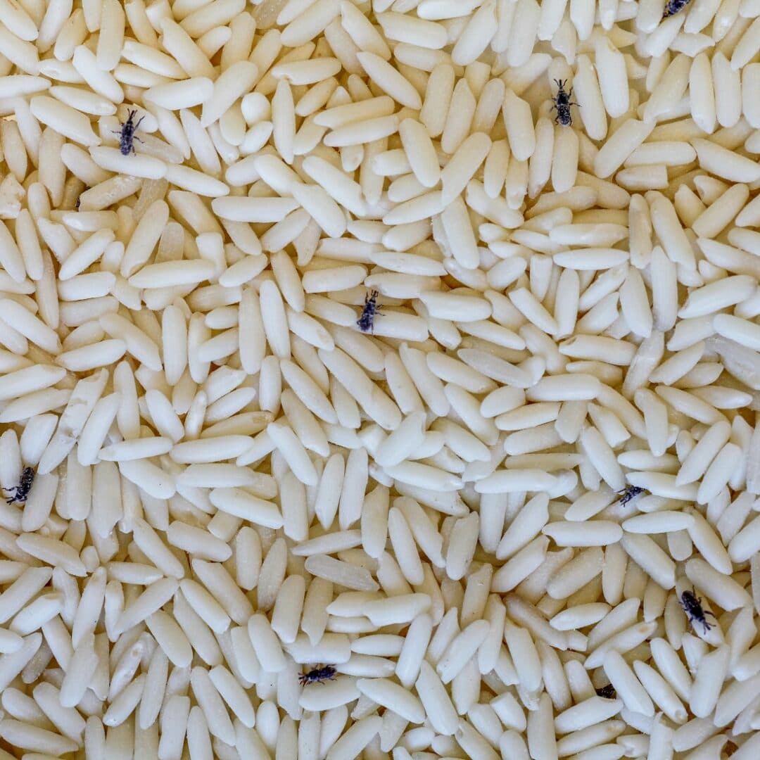 How to Prevent Pantry Pests · ExtermPRO