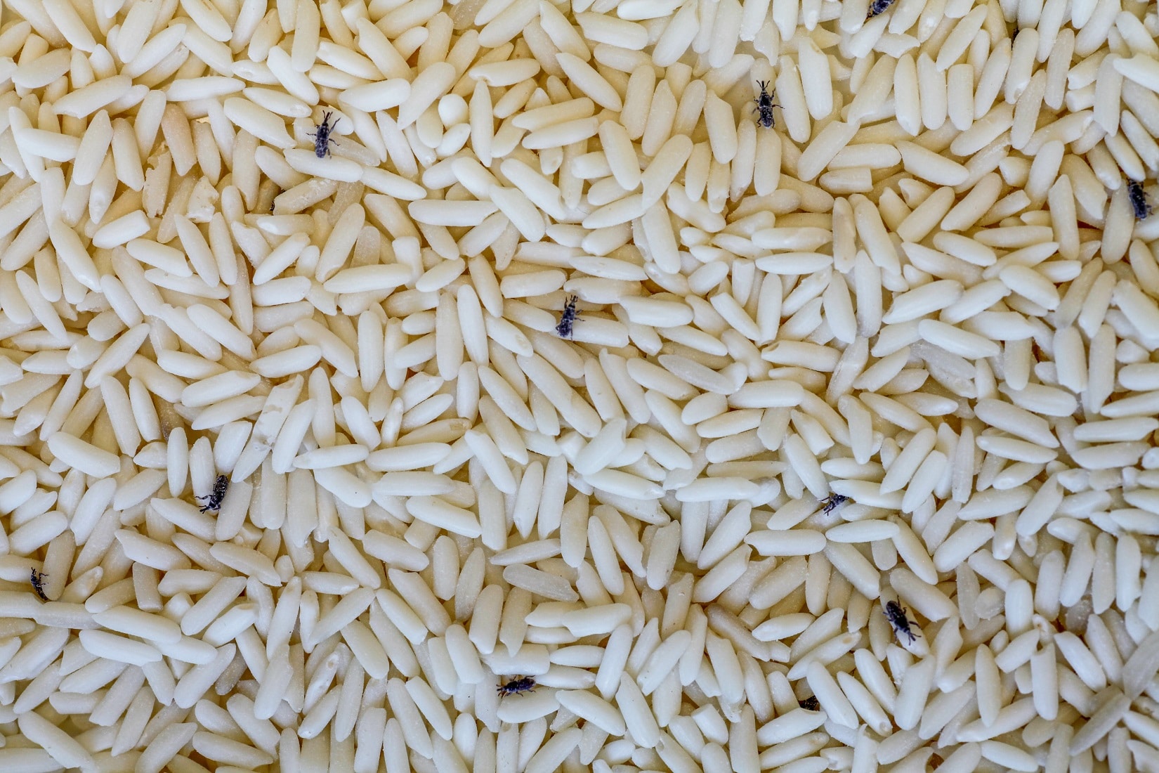 How to Prevent Pantry Pests · ExtermPRO