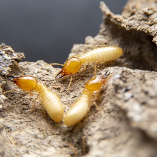 Termites in Fairfax, VA