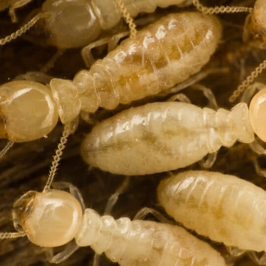 Termite Treatment in Ashburn, VA