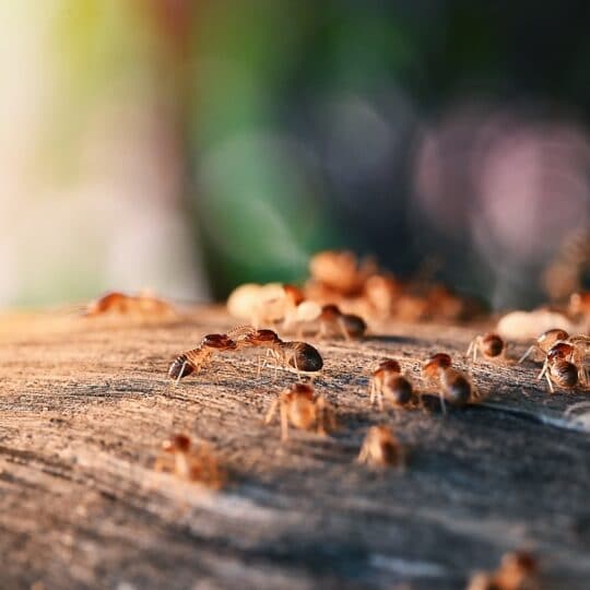 Termite Treatment in Fairfax, VA with ExtermPRO