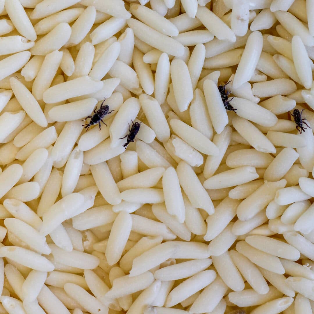 How Businesses in Gainesville Get Pantry Pests · ExtermPRO