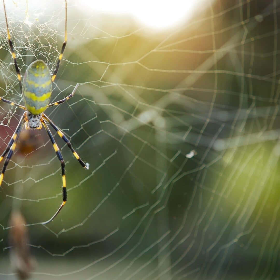 Joro Spiders: All about the spider species that is spreading