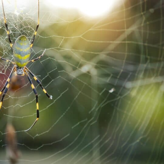 Do Spiders Eat Mosquitoes? · ExtermPRO