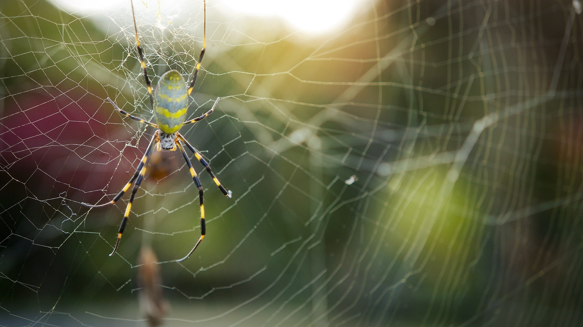 Joro spiders spreading in Eastern US, could be in New York 'next year,'  scientists suggest