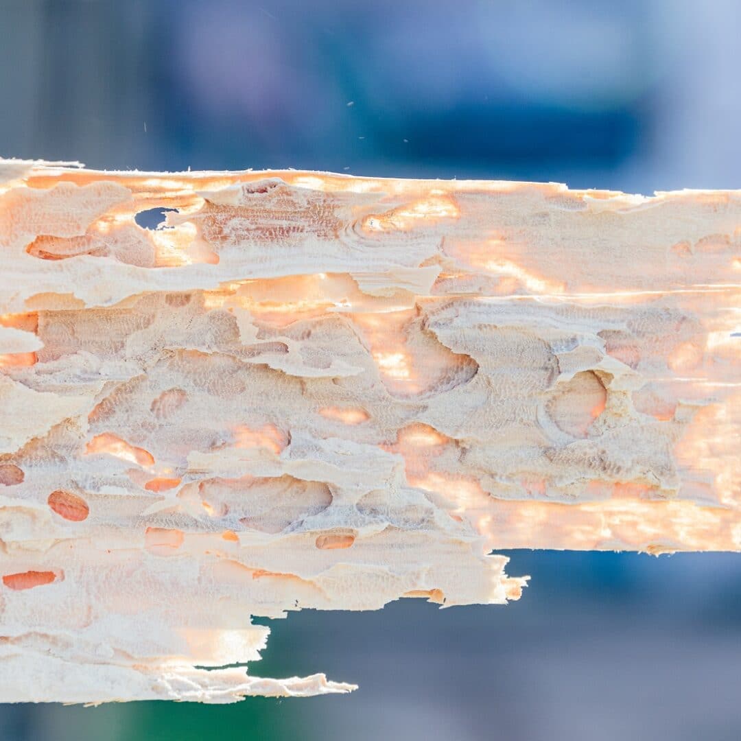 Identifying Powderpost Beetles · ExtermPRO