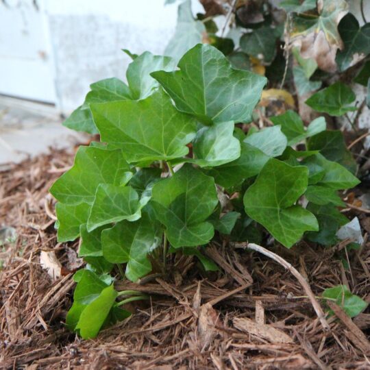 Pest Problems with Landscaping Mulch