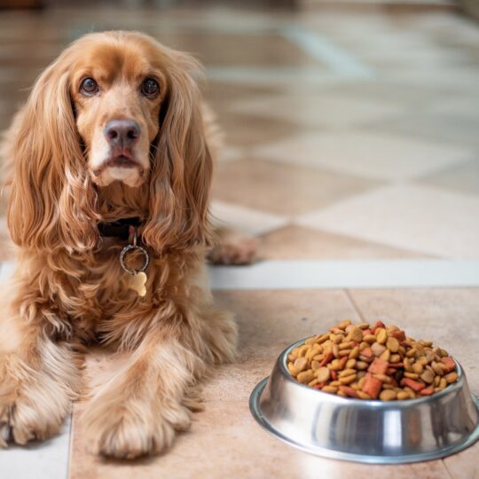 Could Your Pet’s Food Be Attracting Pests?
