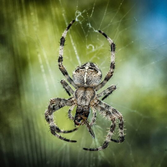Should You Use Spiders as Natural Pest Control in Northern Virginia?