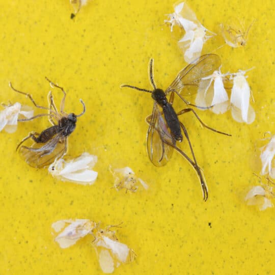 Dark-winged fungus gnats and white flies are stuck on a yellow sticky trap. Whiteflies trapped and Sciaridae fly sticky in a trap.