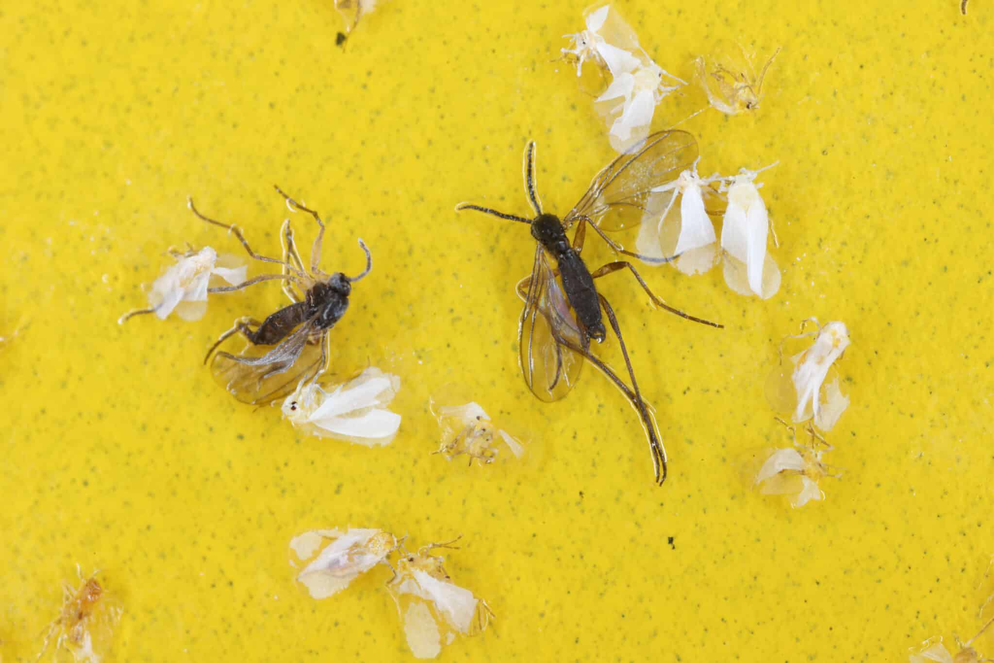 https://www.extermpro.com/wp-content/uploads/2022/09/dark-winged-fungus-gnats-and-white-flies-are-stuck-on-a-yellow-sticky-trap-whiteflies-trapped-and-sciaridae-fly-sticky-in-a-trap-stockpack-adobe-stock-scaled.jpg