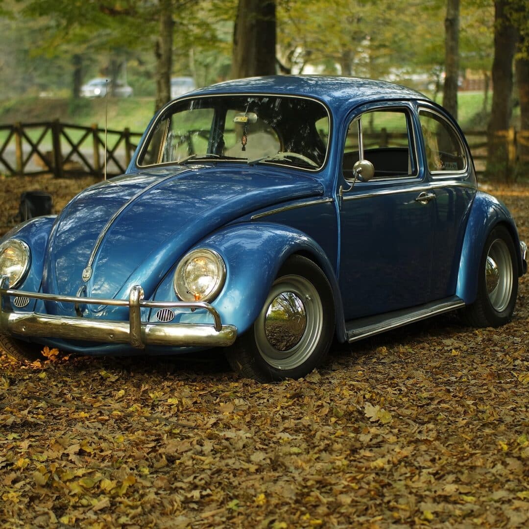 What to Do When You Have Bugs in Your Car · ExtermPRO