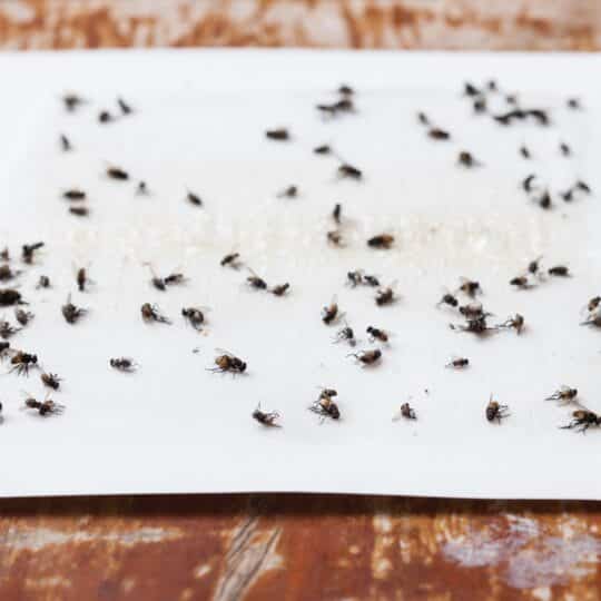 How to Properly Use Glue Traps for Insects (and Risks) · ExtermPRO