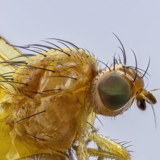 How to Properly Use Glue Traps for Insects (and Risks) · ExtermPRO