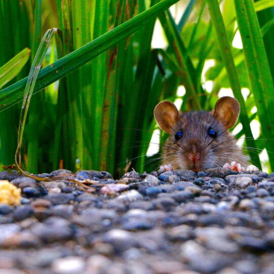 Dealing with Outdoor Rat Problems at Your Home in Northern Virginia