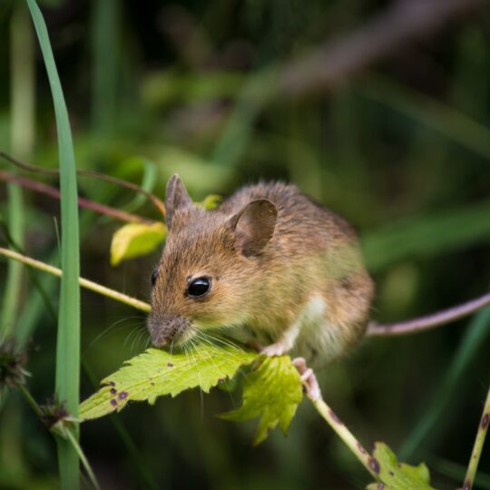 Mistakes That Gainesville Homeowners Make with Rodent Control