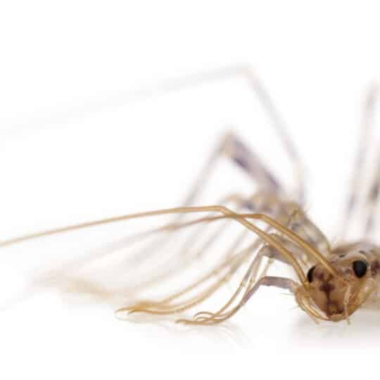 Quick Tips to Keep Out House Centipedes