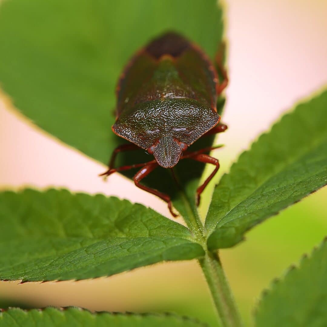 What Stinks in Virginia? Stink Bugs that Affect VA Properties · ExtermPRO