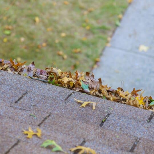 Pests Attracted to Dirty Roofs