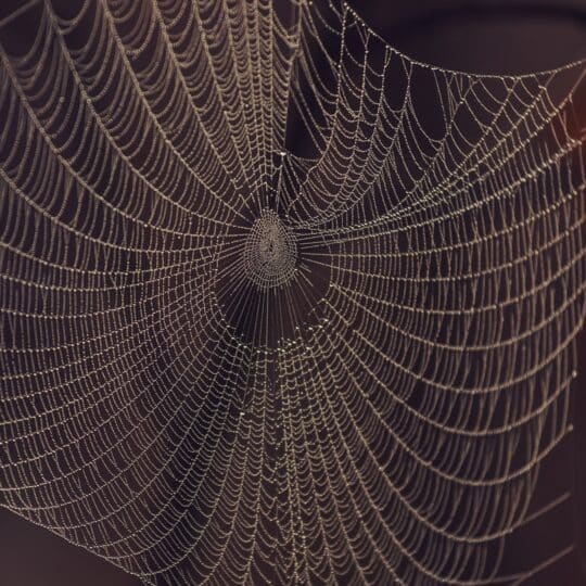 Do Floating Spider Webs Mean You Have Spiders?