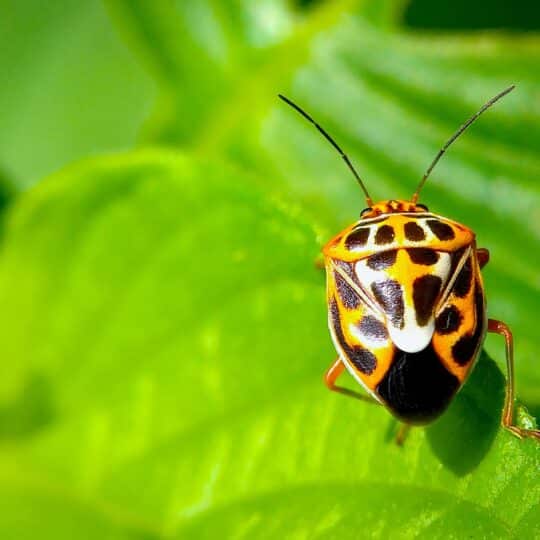 Simple Steps to Protect Your Garden from Unwanted Pests
