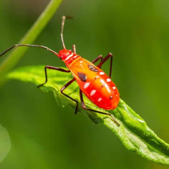 The Outdoor Pest Control Guide: How to Keep Your Yard and Garden Free from Infestations