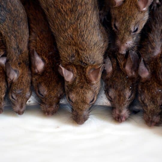 Why is it So Important to Remove Rat Infested Items?