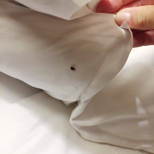 Why Are Bed Bugs More Likely to Spread in Winter?