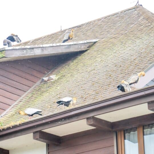 What Is the Best Roofing Material for Pest Prevention?